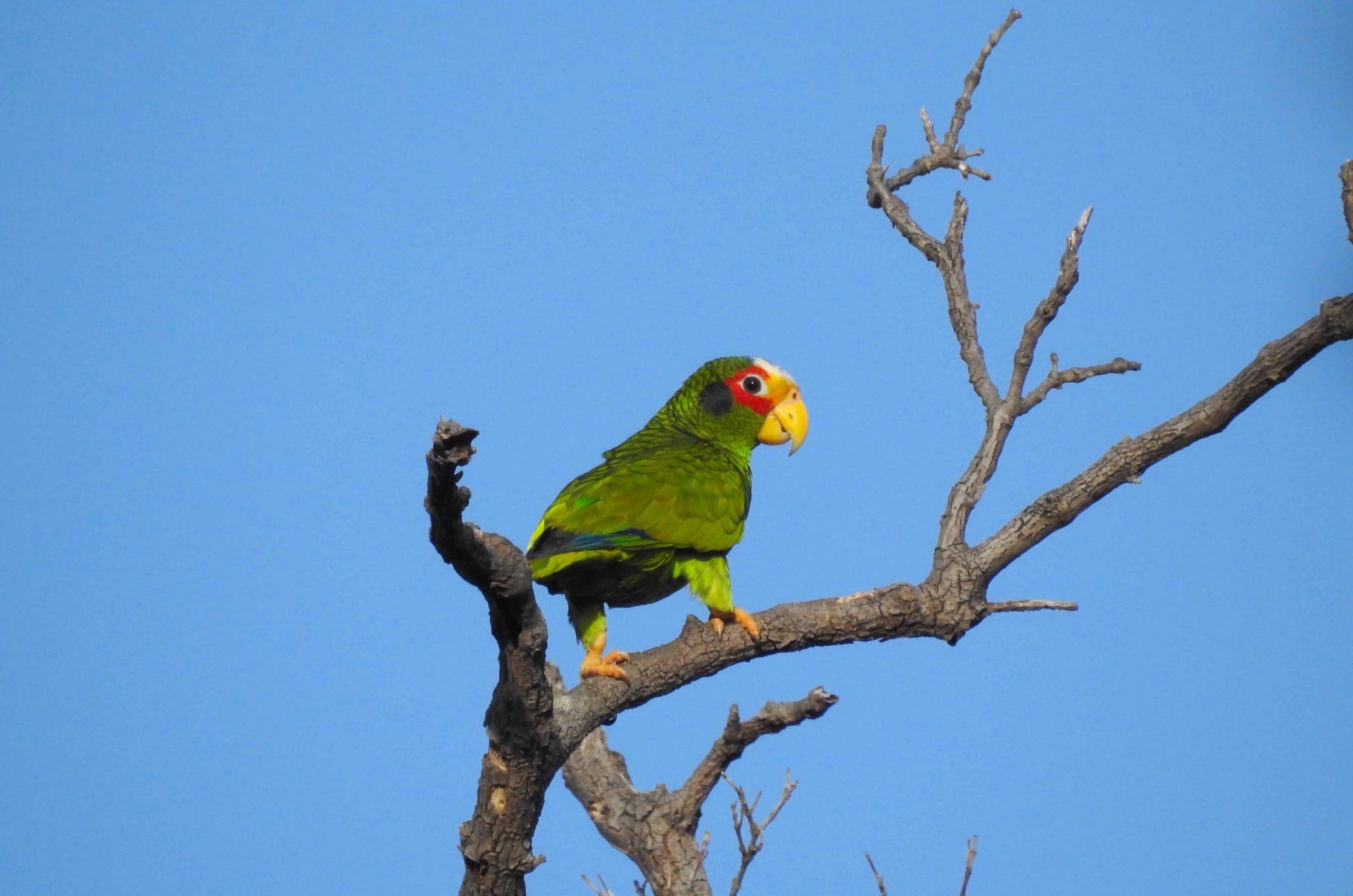 Birding Roatan Birdwatching Roatan - Birding, Wildlife, Nature, Hiking and Photography ...