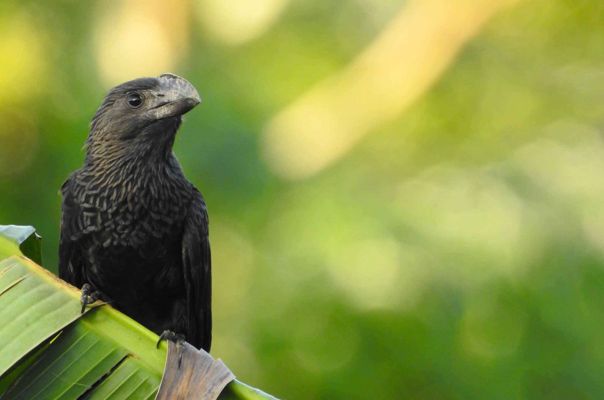 Birding Roatan Birdwatching Roatan - Birding, Wildlife, Nature, Hiking and Photography ...